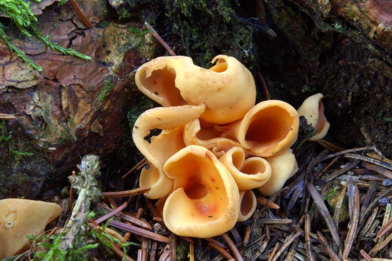 Otidea onotica